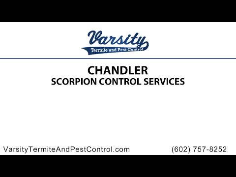 Chandler Scorpion Control Services by Varsity