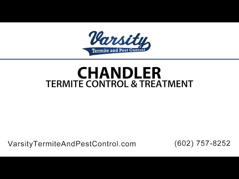 Chandler Termite Inspections &amp; Treatment By Varsity