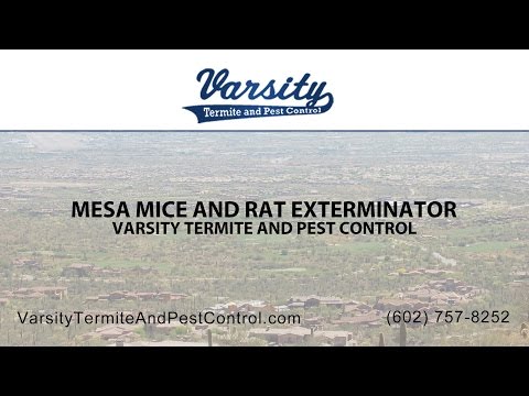 Mesa Mice and Rat Exterminators | Varsity Termite &amp; Pest Control
