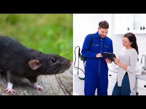 Top Rated Rodents Exterminators in Mesa, Arizona | Varsity Termite &amp; Pest Control