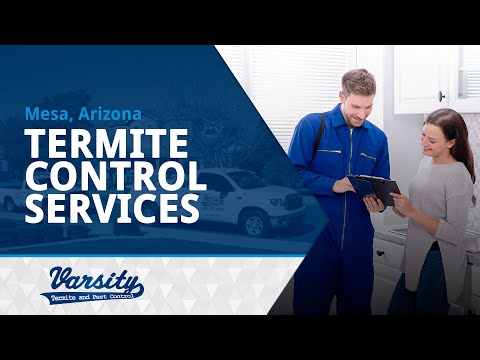 Termite Control Services in Mesa, AZ | Varsity Termite &amp; Pest Control