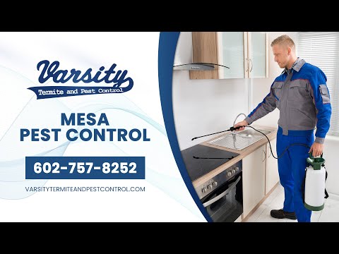 Professional Bee Removal Services in Mesa, Arizona | Varsity Termite &amp; Pest Control