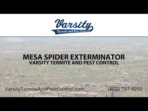 Mesa Spider Exterminators | Varsity Termite &amp; Pest Control