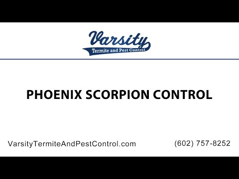 Phoenix Scorpion Control by The Varsity Team