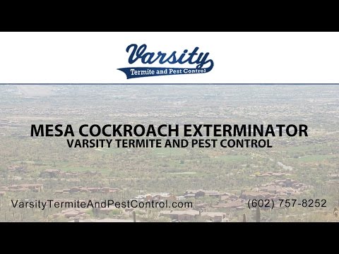 Mesa Cockroach Exterminators | Varsity Termite &amp; Pest Control