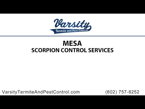 Mesa Scorpion Control Services By The Varsity Team