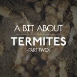 Termite Control Varsity Pest AZ