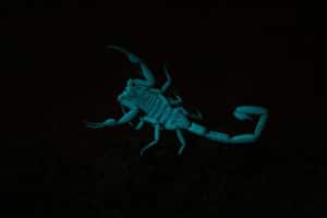 San Tan Valley Scorpion under UV light