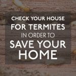 Termites in Wood AZ