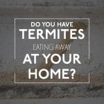 Termites Damage