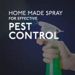 Hand Spraying For Effective Pest Control