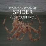 Natural Ways of Spider Pest Control