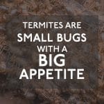 Small Bugs