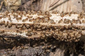 termite colony on wood