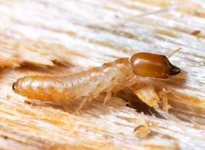 Get Termite Control in Arizona (602) 757-8252