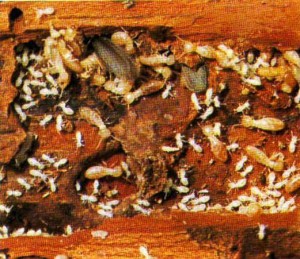 Termite Resilience