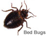 Pest Control Bed Bugs