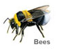 pest_control_bees