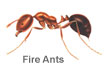 pest_control_fire_ants