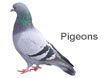 Pest Control Pigeons
