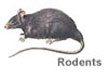 rodents