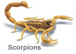 Pest Control Scorpions