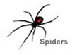 Pest Control Spiders