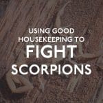 White Scorpion in AZ