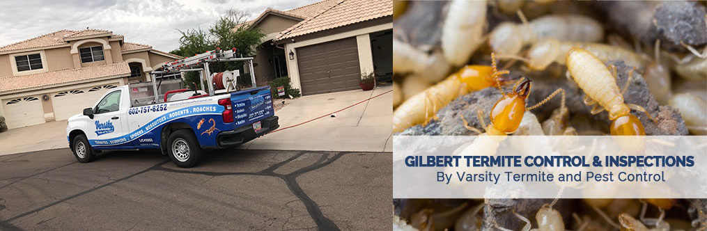 Expert Gilbert Termite Control & Inspections By The Varsity Team