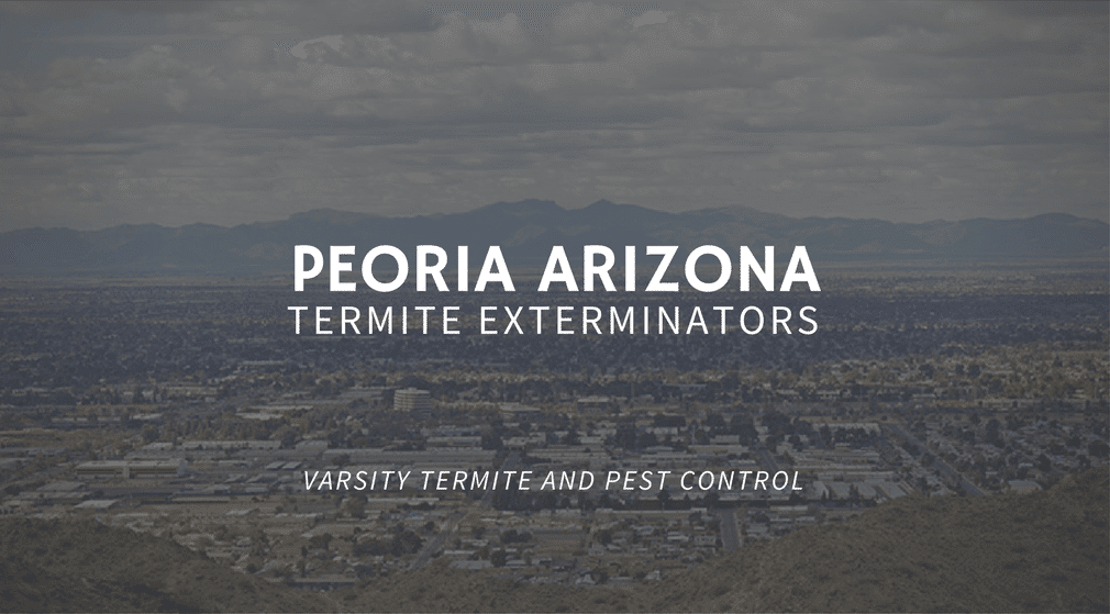 Expert Peoria AZ Termite Exterminators at Varsity