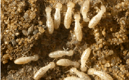 Termite Exterminator Paradise Valley