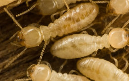 Get Rid Of Termites in San Tan Valley