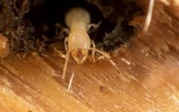 Termite Control in Mesa