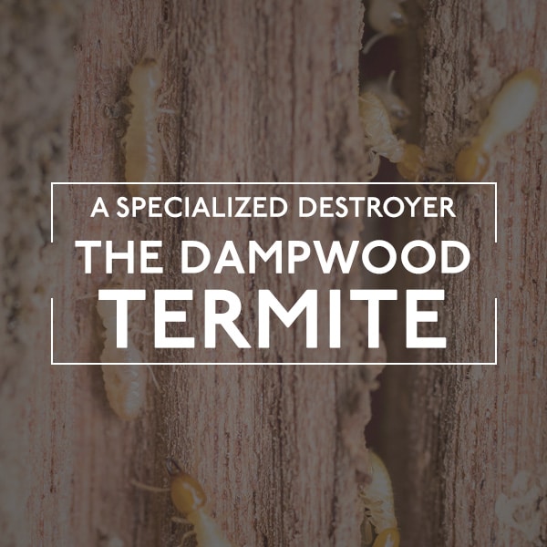 Termites Wood Damage
