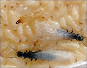 Termite Infestations