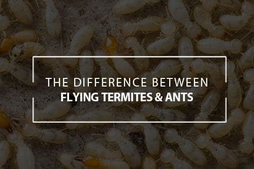 A picture of termites with a caption concerning the difference between termites and ants.