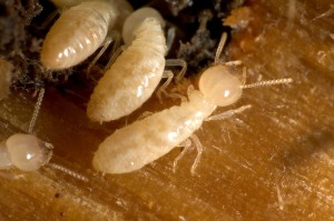 termite colonies