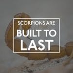 Scorpion Tail