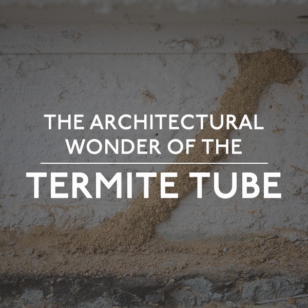 Termite Tube