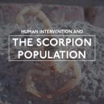 Scorpion Population
