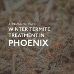 Termite Treatment In Phoenix, AZ