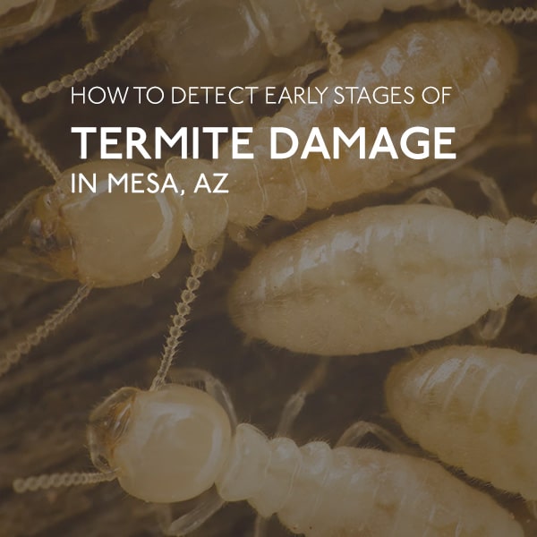 AZ White Termites