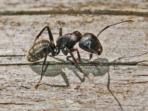 carpenter ant_ varsity pest control