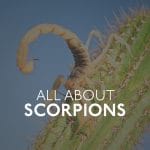 About Scorpions