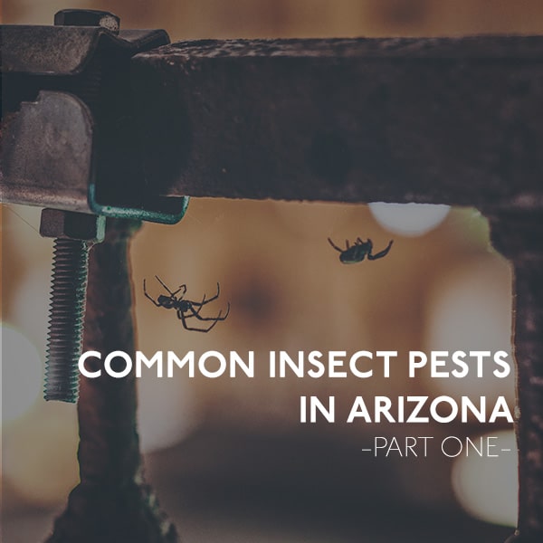 Spider Pest in Arizona
