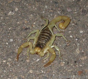 All About Scorpions
