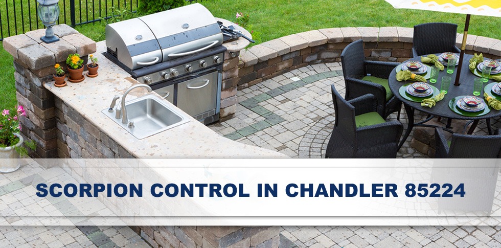 We provide affordable scorpion control services in Chandler 85224