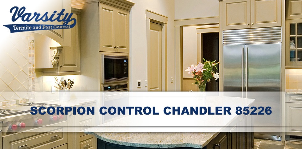 We provide reliable Scorpion Control Services in Chandler 85226