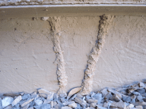 Termite Damage - Termite Infestation
