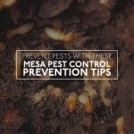 Prevent Termite Pest in Mesa